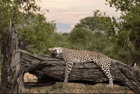  Living Sculpture: Un'Esplorazione della Natura Viva del Sudafrica